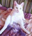 Аватара пользователя